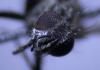315691 – Photo : clovis – France (62)