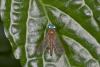 315548 – Photo : D. Martinez – Philippines