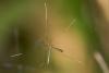 315016 – Photo : D. Martinez – Philippines