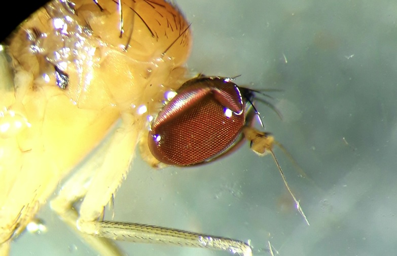 Bouquerel Jonathan - Neurigona quadrifasciata - réf. 315034 (783 x 504 pixels, 95 ko)