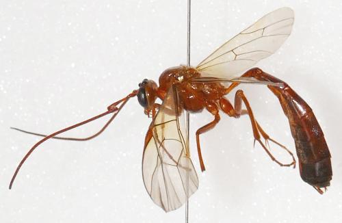 Ophion crassicornis