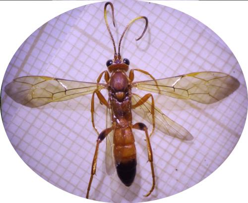 Réf. 316 936 : Lymantrichneumon disparis