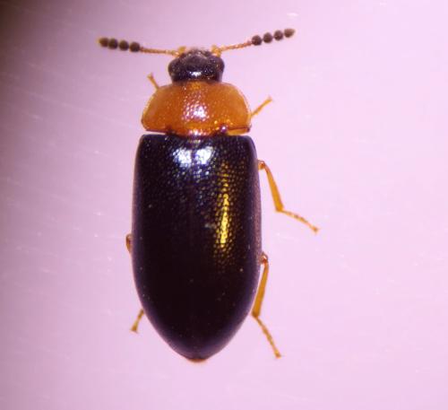 Tetratoma fungorum