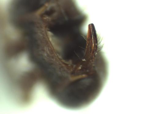 Nomada sp.