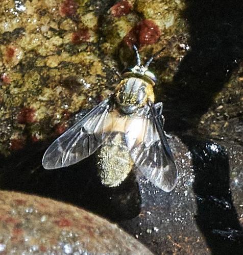 Réf. 316 202 : Chrysops caecutiens