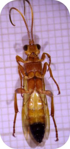 Réf. 316 937 : Lymantrichneumon disparis