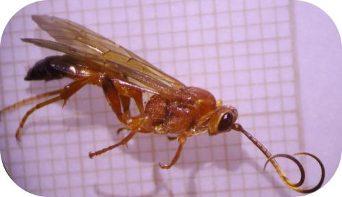 Réf. 316 938 : Lymantrichneumon disparis