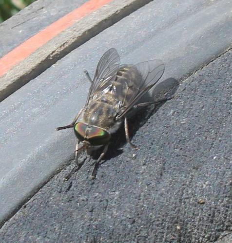 Réf. 316 782 : Tabanus bromius
