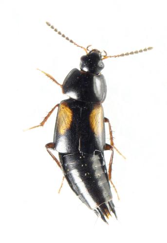 Réf. 316 792 : Tachinus subterraneus