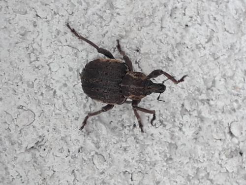 Réf. 316 121 : Brachypera zoilus