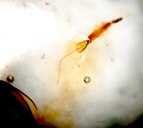 Timarcha goettingensis