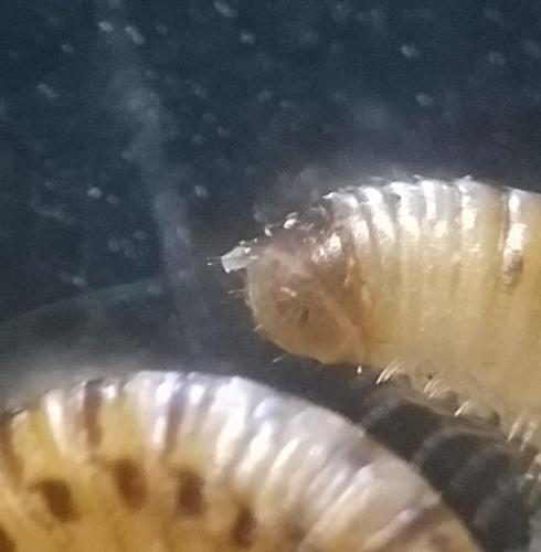 Réf. 316 196 : Cylindroiulus punctatus