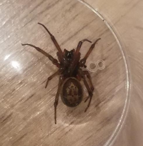 Réf. 316 539 : Steatoda nobilis