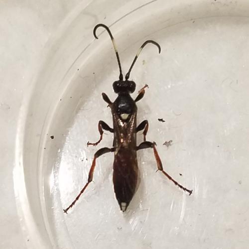 Ichneumon extensorius