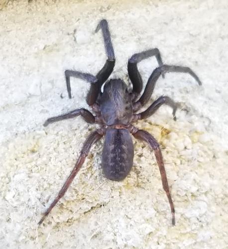Segestria florentina