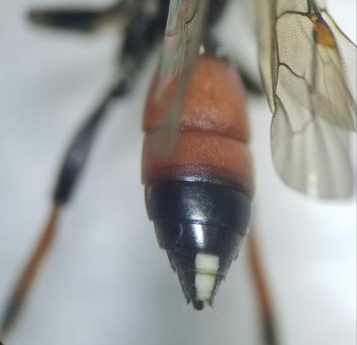 Ichneumon extensorius