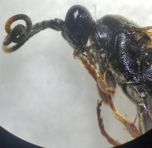 Réf. 316 773 : Ichneumon extensorius