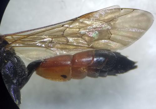 Réf. 316 775 : Ichneumon extensorius
