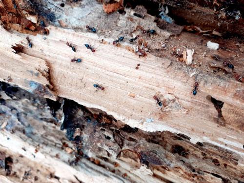 Réf. 316 779 : Crematogaster scutellaris