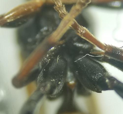 Réf. 316 837 : Ichneumon extensorius
