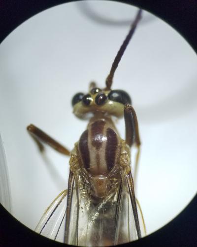 Ophion obscuratus