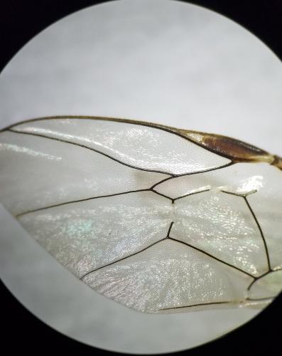 Ophion obscuratus
