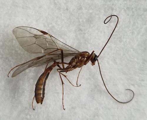 Réf. 316 974 : Ophion obscuratus