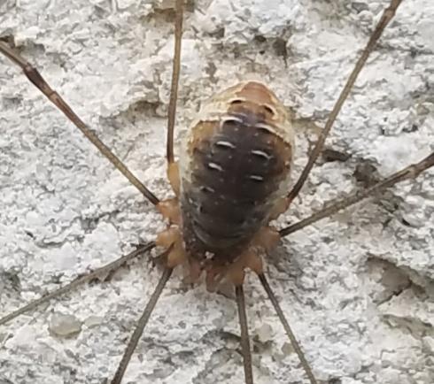 Réf. 316 987 : Opilio canestrinii