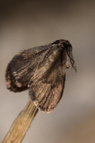 Psyche casta