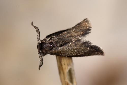 Psyche casta