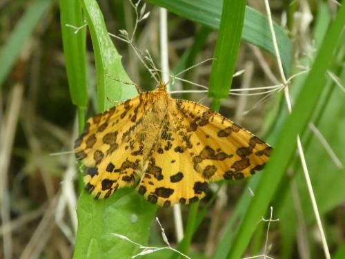 Réf. 316 105 : Pseudopanthera macularia