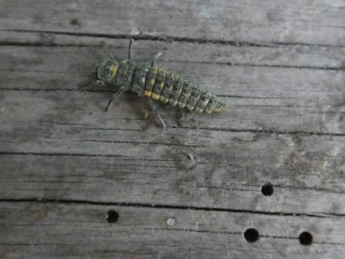 Réf. 316 286 : Anatis ocellata