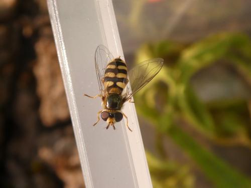 Eupeodes corollae