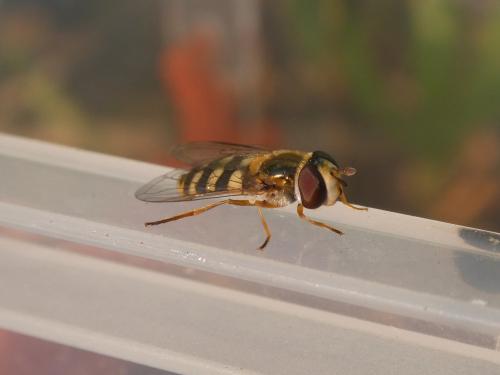 Eupeodes corollae
