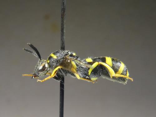 Réf. 316 952 : Leucospis dorsigera
