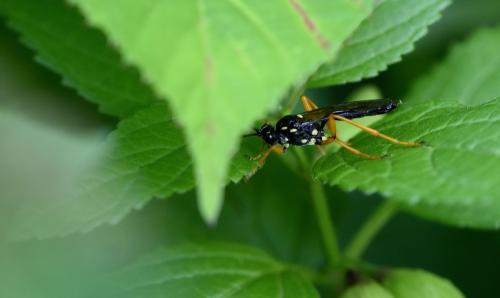 Eurylabus larvatus