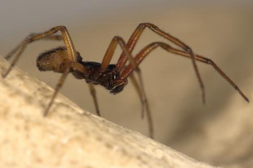 Réf. 316 294 : Steatoda nobilis