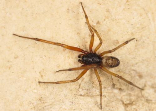 Réf. 316 293 : Steatoda nobilis