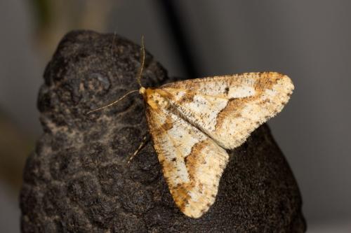 Erannis defoliaria