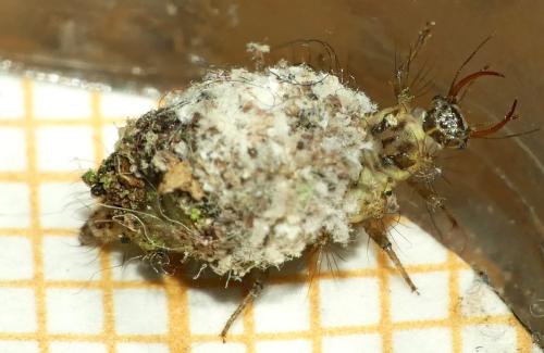 Réf. 316 795 : Chrysotropia ciliata