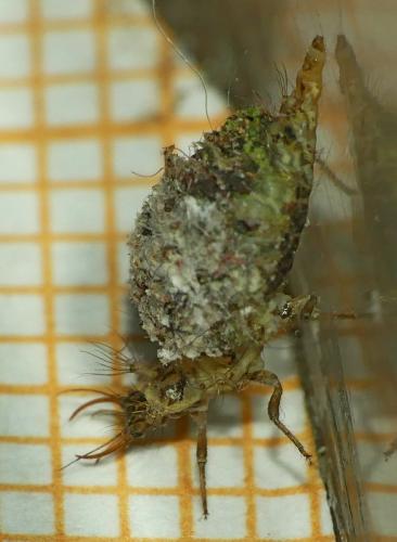 Réf. 316 796 : Chrysotropia ciliata