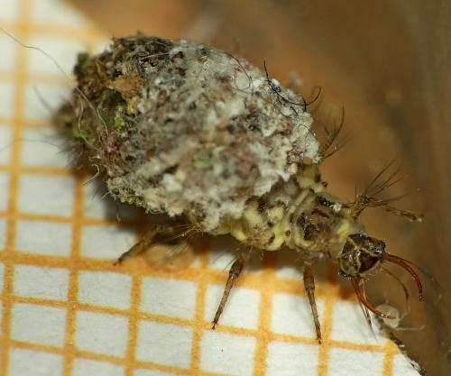 Réf. 316 798 : Chrysotropia ciliata