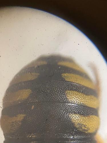 Rhodanthidium septemdentatum