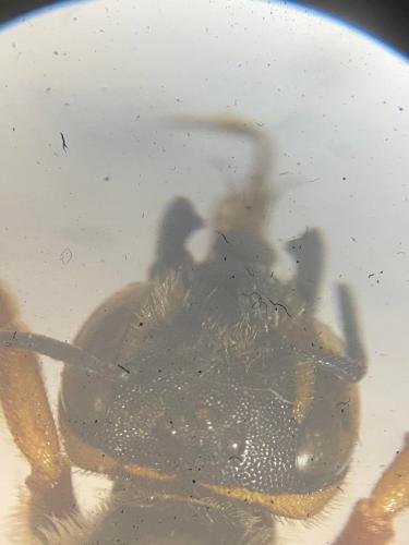 Rhodanthidium septemdentatum
