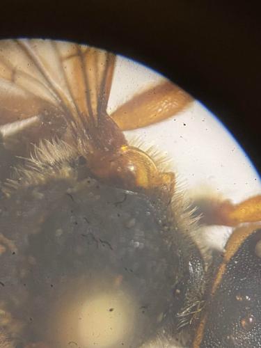 Rhodanthidium septemdentatum
