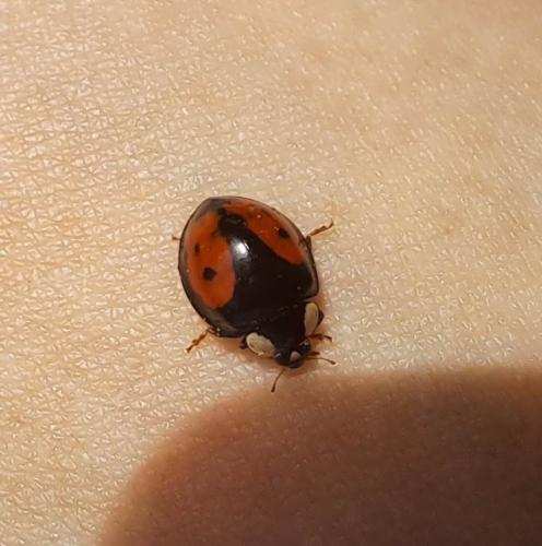 Harmonia axyridis