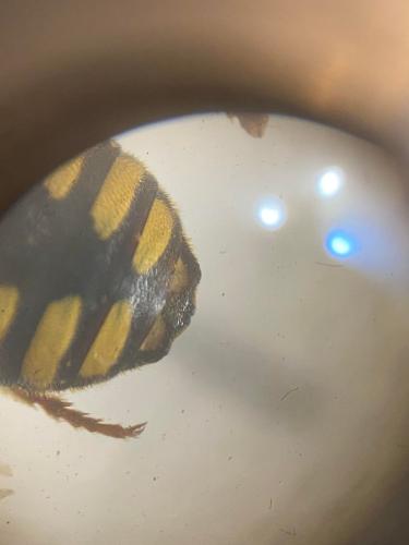 Rhodanthidium septemdentatum