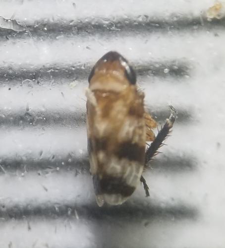 Anoscopus serratulae
