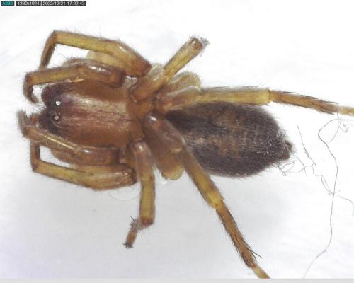 Clubiona sp.