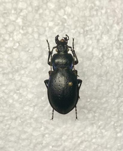 Carabus nemoralis